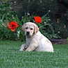 Szczenięta Labrador Retriever