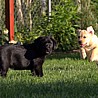 Szczenięta Labrador Retriever