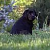 Szczenięta Labrador Retriever