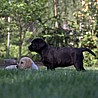 Szczenięta Labrador Retriever