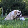 Szczenięta Labrador Retriever