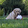 Szczenięta Labrador Retriever