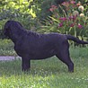 Szczenięta Labrador Retriever