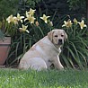 Szczenięta Labrador Retriever
