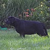 Szczenięta Labrador Retriever