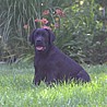 Szczenięta Labrador Retriever