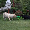 Szczenięta Labrador Retriever