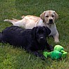 Szczenięta Labrador Retriever