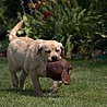 Szczenięta Labrador Retriever