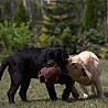 Szczenięta Labrador Retriever