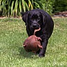 Szczenięta Labrador Retriever