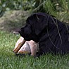 Szczenięta Labrador Retriever