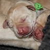 Szczenięta Labrador Retriever