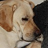 Szczenięta Labrador Retriever