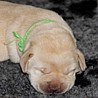 Szczenięta Labrador Retriever