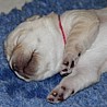 Szczenięta Labrador Retriever