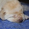 Szczenięta Labrador Retriever