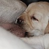 Szczenięta Labrador Retriever