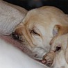 Szczenięta Labrador Retriever
