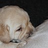 Szczenięta Labrador Retriever
