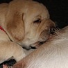 Szczenięta Labrador Retriever