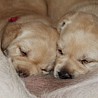 Szczenięta Labrador Retriever