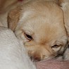 Szczenięta Labrador Retriever