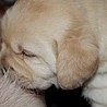 Szczenięta Labrador Retriever