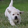 Szczenięta Labrador Retriever