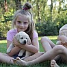 Szczenięta Labrador Retriever