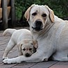 Szczenięta Labrador Retriever