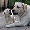 Szczenięta Labrador Retriever