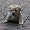 Szczenięta Labrador Retriever