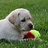 Szczenięta Labrador Retriever
