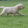 Szczenięta Labrador Retriever