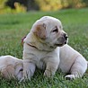 Szczenięta Labrador Retriever