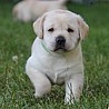 Szczenięta Labrador Retriever