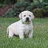 Szczenięta Labrador Retriever
