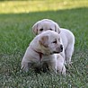 Szczenięta Labrador Retriever