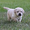 Szczenięta Labrador Retriever