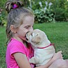 Szczenięta Labrador Retriever