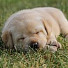 Szczenięta Labrador Retriever
