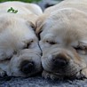Szczenięta Labrador Retriever