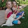 Szczenięta Labrador Retriever