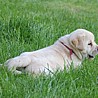 Szczenięta Labrador Retriever
