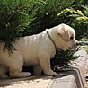Szczenięta Labrador Retriever