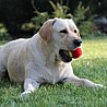 Szczenięta Labrador Retriever