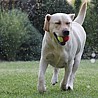 Szczenięta Labrador Retriever