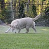 Szczenięta Labrador Retriever