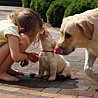 Szczenięta Labrador Retriever